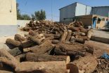 کشف بیش از ۸ هزار کیلوگرم چوب گز در شهرستان بافق