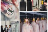 نظارت مستمر دامپزشکی بر کلیه مراحل حمل و عرضه گوشتهای وارداتی